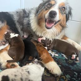 Captain America Pulisic - Red merle male Miniature American Shepherd puppy in New Boston, New Hampshire from Painted Pup Australian Shepherds