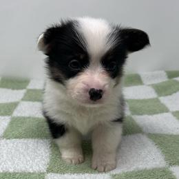 Nova - Black and tan female American Corgi puppy in Waco, Texas from The Comma Corgis