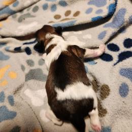 Girl One - Tricolor female Shih Tzu puppy in New Bern, North Carolina from Kuddly Creatures