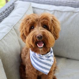 Bentley - Australian Labradoodle