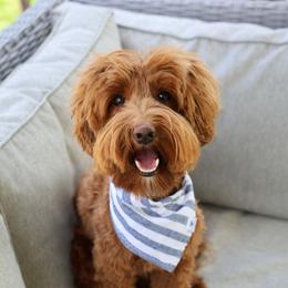 Bentley - Australian Labradoodle