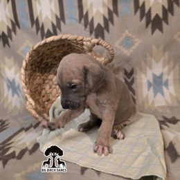 Copper - Blue brindle male Great Dane puppy in Spiro, Oklahoma from Big Birch Danes