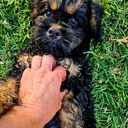 Wyatt - Black and tan male Cockapoo puppy in Indiahoma, Oklahoma from Phamily Doodles