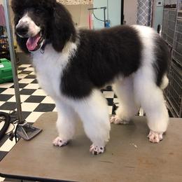 Pembroke Welsh Corgi and Poodle All Grown Up from Ivy League Poodles
