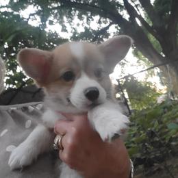 Sage bandana girl - Red female Pembroke Welsh Corgi puppy in Cherokee, Oklahoma from MCS Farms-OK