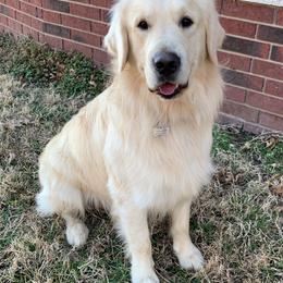 Watson - Golden Retriever