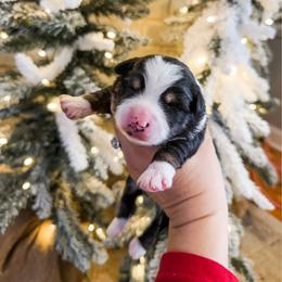 Judy - Black tri female Miniature Australian Shepherd puppy in Goldsboro, North Carolina from Maple Ridge Farm