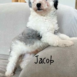 Jacob - Blue merle male Aussiedoodle puppy in Winnsboro, Texas from Happy Hollow Ranch