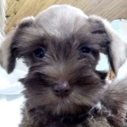 Miniature Schnauzers from Bailey's Irish Cream