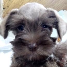 Miniature Schnauzers from Bailey's Irish Cream