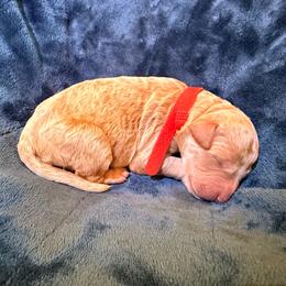 Donner - Cream male Goldendoodle puppy in Lufkin, Texas from Maggnificent Doodles