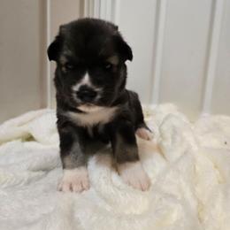 Boy 2 - Agouti and white male Siberian Husky puppy in Richlands, North Carolina from Velaris Huskies