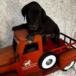 Lavender collar Girl - Black and white female Great Dane puppy in Wimberley, Texas from Heart of Texas Great Danes