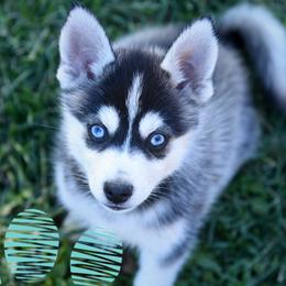 Joy - Tri-color female Pomsky puppy in Redding, California from Spirit Pomskies