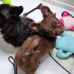 Ivy - Chocolate and white female Chihuahua puppy in Ponca City, Oklahoma from Bliss Acres Farm