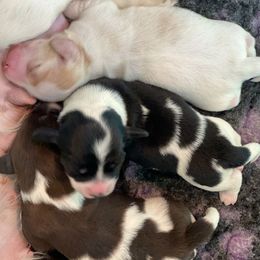 Dachshund Puppies from Gypsy Miniature Dachshunds