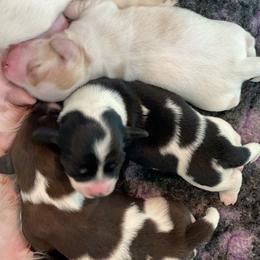 Dachshund Puppies from Gypsy Miniature Dachshunds