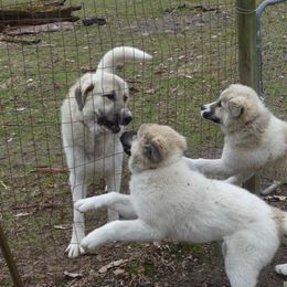Anatolian Shepherd Dog All Grown Up from Lambkin Lane Farm