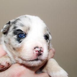 Miniature Australian Shepherd Puppies from Yarborough Kennels