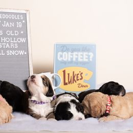 Bernedoodle Puppies from Sugarcreek Haven Bernedoodles