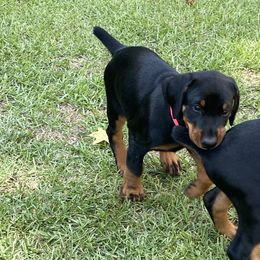 Doberman Pinscher Puppies from TeatreeDoberman