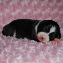 Secret - Black tri-color female Australian Shepherd puppy in Alma, Georgia from Epiphany Australian Shepherds