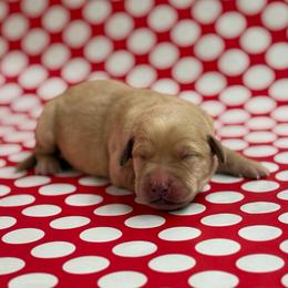 Reed - Yellow male Labrador Retriever puppy in Isle, Minnesota from Dog Ear Outfitters