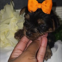 Oaklei - Black and tan female Yorkshire Terrier puppy in North Chesterfield, Virginia from YorkieLover