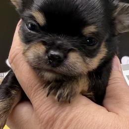 Chihuahuas from Tenderheart Chihuahuas