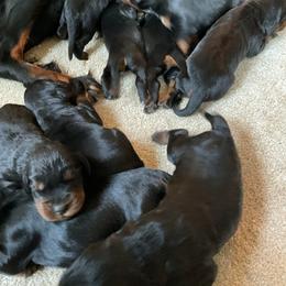 Girl 1 - Black and tan female Gordon Setter puppy in Gordonville, Pennsylvania from Blue Ribbon Setters