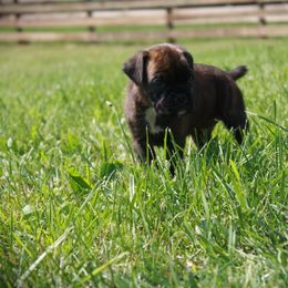 Duke - Brindle male Boxer puppy in Walton, Kentucky from Fast Lane Boxers