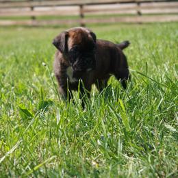 Duke - Brindle male Boxer puppy in Walton, Kentucky from Fast Lane Boxers