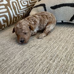 Ozzy - Apricot male Poodle puppy in Queen Creek, Arizona from Prestigious Toy Poodles