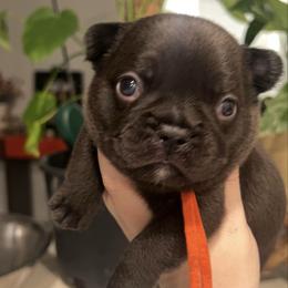 Mocha - Black and white male French Bulldog puppy in Galt, California from The three little frenchies