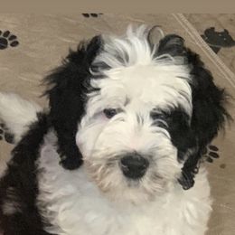 Bernedoodle Puppies from Hilary’s Doodle Ranch