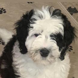 Bernedoodle Puppies from Hilary’s Doodle Ranch