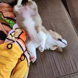 Pembroke Welsh Corgi Puppies from McGovern Family Corgis
