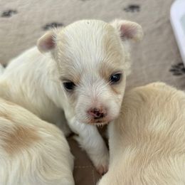 Bama Belle - Tan female Morkie puppy in De Kalb, Texas from MC Kennels