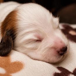 Saffron - Piebald female Dachshund puppy in North Reading, Massachusetts from The Well Tempered Dachshund