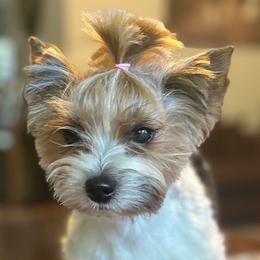 Ginger - Biewer Terrier