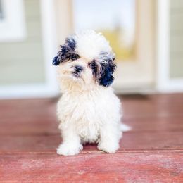 Companion Cross Puppies from Habibi Bears