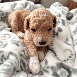 Beth - Goldendoodle puppy from Dolly Doodle’s Doodles