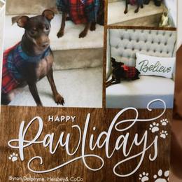 Miniature Pinscher All Grown Up from Ze-Whi's Miniature Pinscher