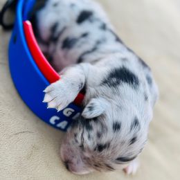 Teeter - Blue merle female Australian Shepherd puppy in Texas from Legendary Canines
