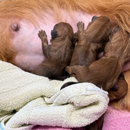 Girl - Red female Australian Terrier puppy in Marengo, Illinois from CopperTop Australian Terriers