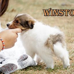 Pomsky, Rottweiler, Shetland Sheepdog, and Toy Shetland Sheepdog Puppies from Mountain High Kennels