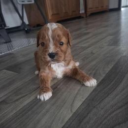 Romeo - Red male Cavapoo puppy in Hudson, Michigan from Peaceful Pines LLC