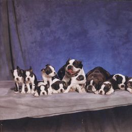 Boston Terrier Puppies from Achates Bostons
