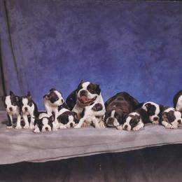 Boston Terrier Puppies from Achates Bostons