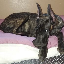 Great Dane Puppies from Honi Vale Great Danes